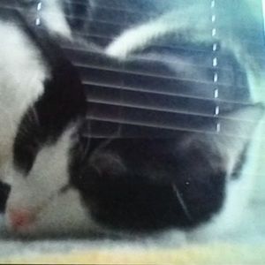 Meet your Posher, Holly